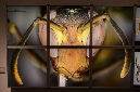 Wasp_exhibition__DSC3511